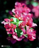 Red Petals 2.jpg