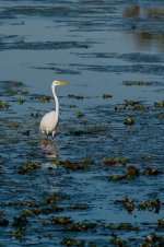 Nikonites-69-2.jpg