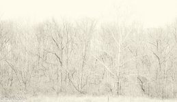 Abstract forrest (1 of 1).jpg
