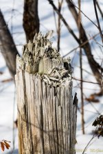DSC_7881.jpg