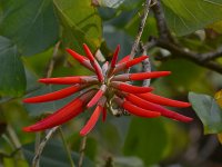 CoralTree.jpg
