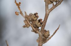 070 Dried Seed Pods-140311_01.jpg