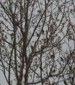 070 Cedar Waxwing Flock-140311_01.jpg