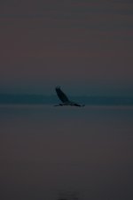 Nikonites-70-10.jpg