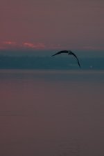 Nikonites-70-7.jpg