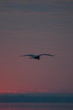 Nikonites-70-5.jpg