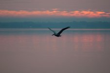 Nikonites-70-11.jpg