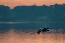 Nikonites-70-13.jpg