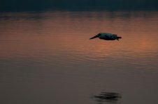 Nikonites-70-14.jpg