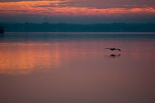Nikonites-70-18.jpg