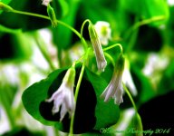 Shamrock Flowers.jpg