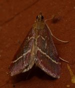 Moth2.jpg