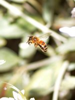 Bee.jpg
