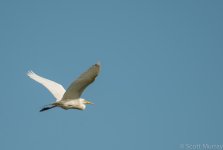 SHM_0953.jpg