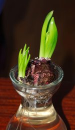 071 Hyacinth-140312_01.jpg