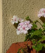 Geranium.jpg