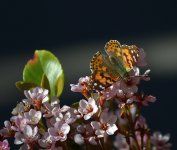 PaintedLady.jpg