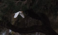 Nikonites-71-2.jpg