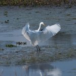 Nikonites-71-17.jpg