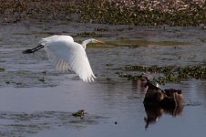 Nikonites-71-18.jpg