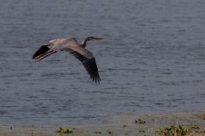 Nikonites-71-22.jpg
