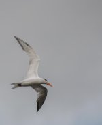 Nikonites-71-4.jpg