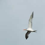 Nikonites-71-8.jpg