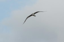 Nikonites-71-11.jpg