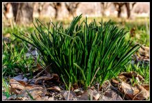 Day71Grass.jpg