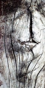 Wood Grain.jpg