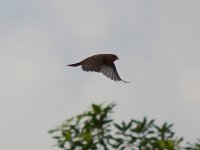 Sparrow.jpg