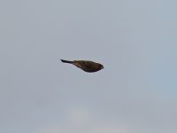 Sparrow2.jpg