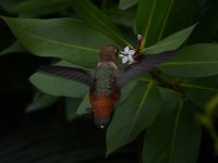 Hummer2.jpg