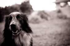 Brody Sepia-B&W.jpg