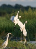 77239d1394763089-bird-flight-shm_1282.jpg