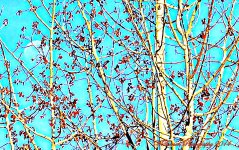 Moon hidden in the trees.jpg