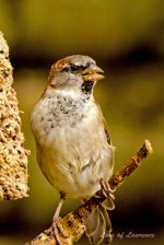 Single Sparrow 1 LOL.jpg