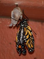 Monarch.jpg