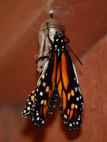 Monarch2.jpg