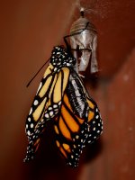 Monarch4.jpg