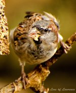 Single Sparrow 3 LOL.jpg