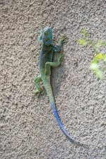 DSC_7577.jpg