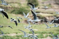 DSC_7734.jpg