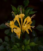 Capensis.jpg