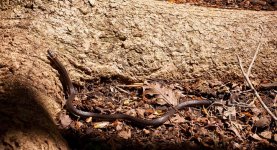 southern_ringneck_01.jpg