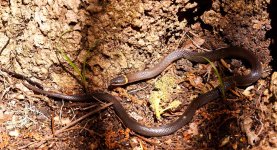 southern_ringneck_02.jpg
