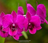 sunshineflower-1.jpg
