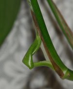 074 Pothos-130315_01.jpg