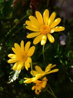 Euryops.jpg