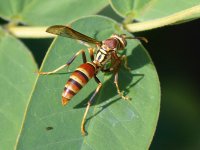 Wasp.jpg